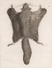 Шкурка летяги со спины (изображена неким Бюве-американцем, сведений как о художнике не обнаружено, но охотничьи навыки очевидны) (лист LI иллюстраций к третьему тому знаменитой "Естественной истории" графа де Бюффона, изданному в Париже в 1750 году)