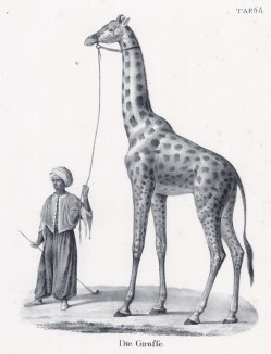 Жираф и его погонщик (лист 64 первого тома работы профессора Шинца Naturgeschichte und Abbildungen der Menschen und Säugethiere..., вышедшей в Цюрихе в 1840 году)