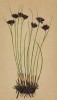 Ситник Жакена, произрастающий по берегам ручьёв и рек (Juncus Jacquini L. (лат.)) (из Atlas der Alpenflora. Дрезден. 1897 год. Том I. Лист 33)