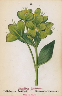 Морозник вонючий (Helleborus foetidus (лат.)) (лист 27 известной работы Йозефа Карла Вебера "Растения Альп", изданной в Мюнхене в 1872 году)