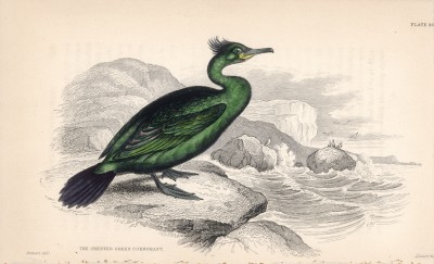 Баклан (Phalacracorax cristatus (лат.)) (лист 20 тома XXVII "Библиотеки натуралиста" Вильяма Жардина, изданного в Эдинбурге в 1843 году)