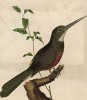 Птица Jacamar (фр.), обитающая в Бразилии (из Table des Planches Enluminéez d'Histoire Naturelle de M.D'Aubenton. Утрехт. 1783 г. (лист 238))