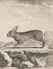 Дикий кролик (лист XXXVI иллюстраций ко второму тому знаменитой "Естественной истории" графа де Бюффона, изданному в Париже в 1749 году)