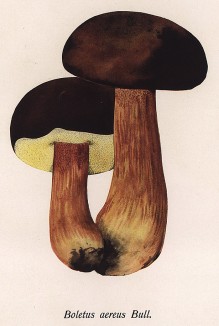 Боровик бронзовый, он же белый гриб тёмно-бронзовый, медный и грабовый, Boletus aereus Bull. (лат.). Дж.Бресадола, Funghi mangerecci e velenosi, т.II, л.171. Тренто, 1933