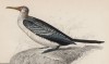 Баклан длиннохвостый (Carbo longicaudus (лат.)) (лист 31 тома XXIII "Библиотеки натуралиста" Вильяма Жардина, изданного в Эдинбурге в 1843 году)
