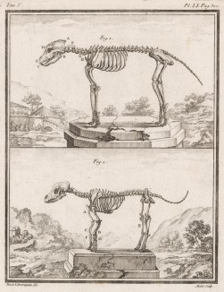 Скелеты собак (лист LI иллюстраций к пятому тому знаменитой "Естественной истории" графа де Бюффона, изданному в Париже в 1755 году)