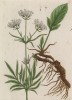 Знаменитая валериана (Valeriana (лат.)) (лист 250 "Гербария" Элизабет Блеквелл, изданного в Нюрнберге в 1757 году)