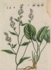 Клоповник посевной (Кресс-салат) (Lepidium Peperitis (лат.)) (лист 448 "Гербария" Элизабет Блеквелл, изданного в Нюрнберге в 1760 году)