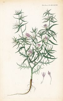 Василёк колючеголовый, Centaurea calcitrapa. Лист из знаменитого издания "Flora Danica" Георга Христиана Эдера, ч. 34, 1806-40 гг.