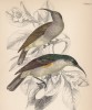 Нектарница Верье Nectarinia verroxii (лат.) (лист 9 тома XVI "Библиотеки натуралиста" Вильяма Жардина, изданного в Эдинбурге в 1843 году)