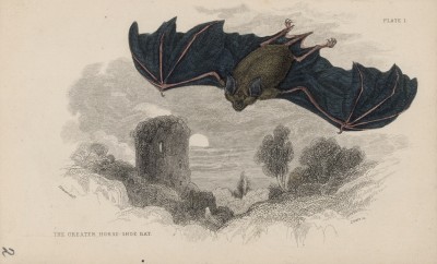 Летучая мышь большой подковонос (Rhinolophus Ferrum (лат.)) (лист 1тома VII "Библиотеки натуралиста" Вильяма Жардина, изданного в Эдинбурге в 1838 году)