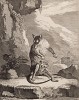 Сумчатая толстохвостая двуутробка, или жена водяного опоссума с опоссумятами (лист XXVII иллюстраций к четвёртому тому знаменитой "Естественной истории" графа де Бюффона, изданному в Париже в 1753 году)