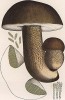 Белый гриб, или боровик, Boletus edulis Bull. (лат.). Назван белым потому, что его мякость не темнеет при срезе и сушке. Дж.Бресадола, Funghi mangerecci e velenosi, т.II, л.169. Тренто, 1933