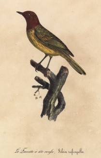 Славка рыжеголовая (лист из альбома литографий "Галерея птиц... королевского сада", изданного в Париже в 1825 году)