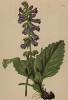 Хорминум пиренейский (Horminum pyrenaicum (лат.)) (из Atlas der Alpenflora. Дрезден. 1897 год. Том IV. Лист 364)