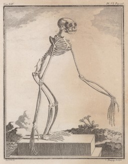 Скелет гиббона (лист VI иллюстраций к четырнадцатому тому знаменитой "Естественной истории" графа де Бюффона, изданному в Париже в 1766 году)