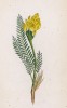 Остролодочник вонючий (Oxytropis foetida (лат.)) (лист 117 известной работы Йозефа Карла Вебера "Растения Альп", изданной в Мюнхене в 1872 году)