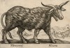 Улыбка единорога (лист из альбома Nova raccolta de li animali piu curiosi del mondo disegnati et intagliati da Antonio Tempesta... Рим. 1651 год)