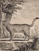 Дикая кошка (лист XXII иллюстраций ко второму тому знаменитой "Естественной истории" графа де Бюффона, изданному в Париже в 1749 году)