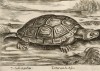 Водяная черепаха (лист из альбома Nova raccolta de li animali piu curiosi del mondo disegnati et intagliati da Antonio Tempesta... Рим. 1651 год)