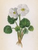 Лютик городчатый (Ranunculus crenatus (лат.)) (лист 17 известной работы Йозефа Карла Вебера "Растения Альп", изданной в Мюнхене в 1872 году)