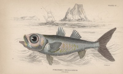 Чёрная рыба-кардинал (Pomatomus telescopium (лат.)) (лист 13 XXIX тома "Библиотеки натуралиста" Вильяма Жардина, изданного в Эдинбурге в 1835 году