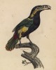 Самец тукана арасари (лист из альбома литографий "Галерея птиц... королевского сада", изданного в Париже в 1822 году)