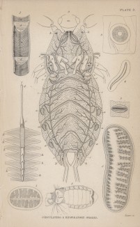 Кровеносная и дыхательная системы насекомых (Circulating & Respiratory organs (англ.)) (лист 3 XXXIV тома "Библиотеки натуралиста" Вильяма Жардина, изданного в Эдинбурге в 1843 году)