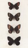 Бабочки рода Erebia (чернушки) Pharte (1), Ceto (2), Stygne (3), Alecto (4) (лат.) (лист 35)