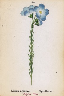 Лён альпийский (Linum alpinum (лат.)) (лист 100 известной работы Йозефа Карла Вебера "Растения Альп", изданной в Мюнхене в 1872 году)