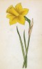 Лженарцисс (Narcissus Pseudo (лат.)) (лист 385 известной работы Йозефа Карла Вебера "Растения Альп", изданной в Мюнхене в 1872 году)