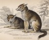 Собаки североамериканских индейцев (Dog of the North American Indians (англ.)) (лист 8 тома V "Библиотеки натуралиста" Вильяма Жардина, изданного в Эдинбурге в 1840 году)