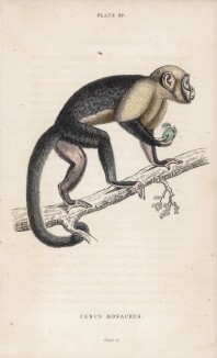 Большеголовый сапажу (Cebus monachus (лат.)) из Южной Америки (лист 22 тома II "Библиотеки натуралиста" Вильяма Жардина, изданного в Эдинбурге в 1833 году)