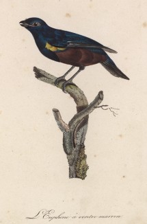 Эуфония каштановобрюхая (лист из альбома литографий "Галерея птиц... королевского сада", изданного в Париже в 1822 году)