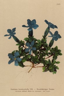 Горечавка коротколистная (Gentiana brachyphylla (лат.)) (из Atlas der Alpenflora. Дрезден. 1897 год. Том IV. Лист 343)