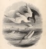 Титульный лист XXVIII тома "Библиотеки натуралиста" Вильяма Жардина, изданного в Эдинбурге в 1843 году и посвящённого итальянскому учёному эпохи Возрождения Ипполито Сальвиани (на миниатюре рыбы и птицы)