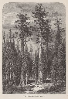 Секвойи в роще Мэрипоза, Йосемити, штат Калифорния. Лист из издания "Picturesque America", т.I, Нью-Йорк, 1872.
