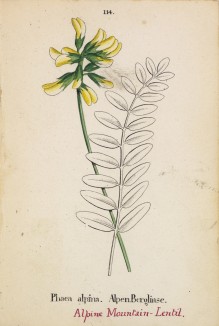Астрагал альпийский (Phaca alpina (лат.)) (лист 114 известной работы Йозефа Карла Вебера "Растения Альп", изданной в Мюнхене в 1872 году)