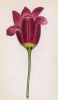 Тюльпан «глаз солнца», он же тюльпан Шарона (Tulipa Oculus solis (лат.)) (лист 387 известной работы Йозефа Карла Вебера "Растения Альп", изданной в Мюнхене в 1872 году)