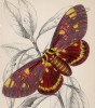 Мотылёк Dorycampa regalis (лат.) (лист 18 XXXVII тома "Библиотеки натуралиста" Вильяма Жардина, изданного в Эдинбурге в 1843 году)