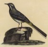 Трясогузка горная (лист из альбома литографий "Галерея птиц... королевского сада", изданного в Париже в 1825 году)