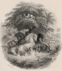 Титульный лист тома XL "Библиотеки натуралиста" Вильяма Жардина, изданного в Эдинбурге в 1860 году и посвящённого Иоганну Буркхардту (на миниатюре изображена охота на рыбу гимнот в Индии)