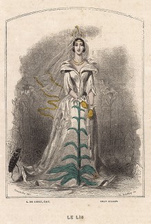 Величественная красавица белая Лилия. Les Fleurs Animées par J.-J Grandville. Париж, 1847