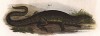 Ящерица Crocodilurus amazonicus (лат.), обитающая в Южной Америке (из Naturgeschichte der Amphibien in ihren Sämmtlichen hauptformen. Вена. 1864 год)