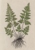 Папоротник Венерин волос (Adianthum capillus-veneris (лат)). Назван от греческого — "не" и diainein — "не смачивается"; так как водяные капли постоянно стекают с края листьев (лист 220 "Гербария" Элизабет Блеквелл, изданного в Нюрнберге в 1757 году)