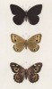 Бабочки рода Satyrus (бархатницы, или сатириды) Actaea (1), Semele (2) и рода Chionobos: Aello (2) (лат.) (лист 30)