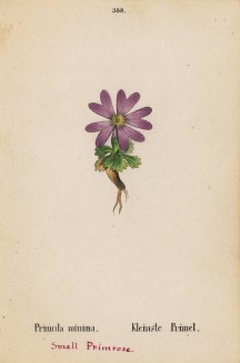 Первоцвет маленький (малый) (Primula minima (лат.)) (лист 358 известной работы Йозефа Карла Вебера "Растения Альп", изданной в Мюнхене в 1872 году)