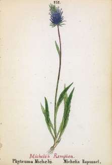 Кольник Микеля (Phyteuma Michelii (лат.)) (лист 252 известной работы Йозефа Карла Вебера "Растения Альп", изданной в Мюнхене в 1872 году)
