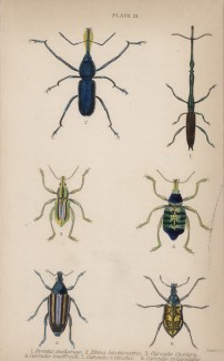 Жук-долготел и долгоносики (1. Brentus ancharago 2. Rhina barbirostris 3. Curculio Cuvieru 4. C. Geoffroyii 5. C. Vittatus 6. C. Sphacelatus (лат.)) (лист 21 XXXV тома "Библиотеки натуралиста" Вильяма Жардина, изданного в Эдинбурге в 1843 году)