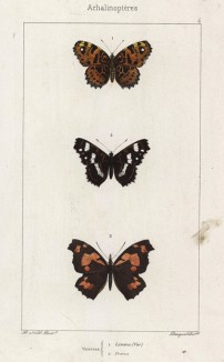Бабочки рода Vanessa: 1.Levana (var), 2. Prorsa (лат.)) (лист 4)